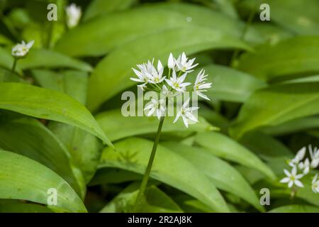 fioritura di allio ursinum noto come aglio selvatico una bella e commestibile pianta nel suo habitat naturale Foto Stock