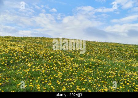 Campi di dente di leone in un pascolo con un cielo nuvoloso nel mese di maggio. Foto Stock