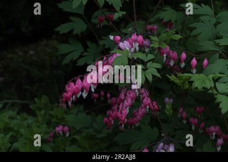 Nascosto nei pennelli all'ombra di un abete un cuore sanguinante si diffonde è rosa brillante fioritura rami come ghirlande per i piccoli cittadini della zona. Foto Stock