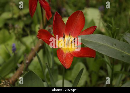 Tulipa suaveolens coperto di sporco spruzzato dall'ultima pioggia pesante. Iniziando lentamente ad appassire con un altro campione ulteriormente in quella progressione. Foto Stock