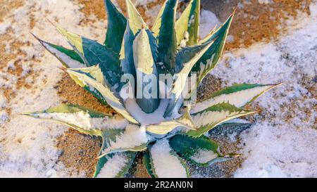 Havard secolo pianta agave con la neve nella luce del sole precoce Foto Stock