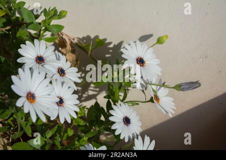 Un cespuglio di margherite bianca con grandi fiori in una giornata di sole. Immagine orizzontale con messa a fuoco selettiva, sfondo sfocato e spazio di copia Foto Stock