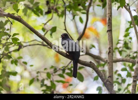 Trogon a coda salata (Trogon massena) arroccato in un albero a Panama Foto Stock