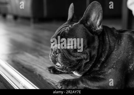 Grazioso bulldog francese assonnato con gli occhi chiusi sdraiati sul pavimento Foto Stock