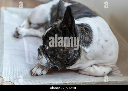 Bulldog francese appoggiato sul suo letto Foto Stock