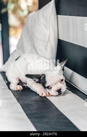 Piccolo cane bulldog francese carino con ramo in bocca su una sedia da giardino Foto Stock