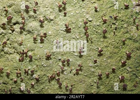 Baeomyces rufus (lichene bruno) è un lichene crostacei che può crescere su terreno, lettiera, corteccia di albero o pietre. Ha una distribuzione circumpolare. Foto Stock