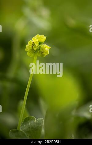 Primo piano ritratto di un moschatel o di un fiore di orologio del municipio (Adoxa moschatellina) che cresce nel bosco a Cothelstone Hill sui Quantocks, ad ovest così Foto Stock