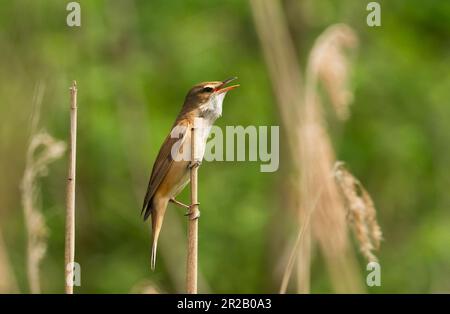 Trebbin, Germania. 15th maggio, 2023. 15.05.2023, Trebbin. Un grande guerriere di canna (Acrocephalus arundinaceus) si aggrappa ad una canna sulla riva del Blankensee nel Brandeburgo Trebbin e canta le sue stanzas scricchiolanti. L'uccello vive nelle canne, dove si muove in modo difensivo salendo e scendendo i gambi. Credit: Wolfram Steinberg/dpa Credit: Wolfram Steinberg/dpa/Alamy Live News Foto Stock