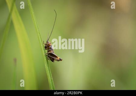 Nascosto nell'erba vicino al Colle di Cothelstone è il marrone e l'arancio di un giovane cricket di cespuglio scuro (Pholidoptera griseoaptera) Foto Stock