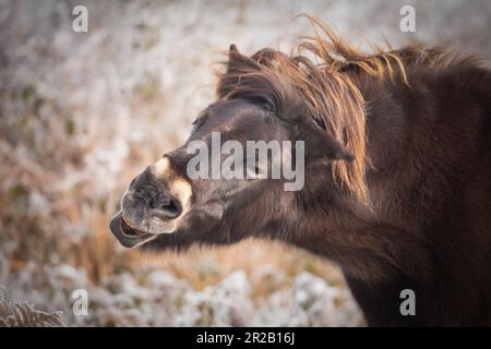 Colpo di testa di un pony dell'Exmoor (Equus ferus caballus) che scuote la testa mentre in condizioni di neve sulla collina di Cothelstone, Quantocks, Somerset occidentale Foto Stock