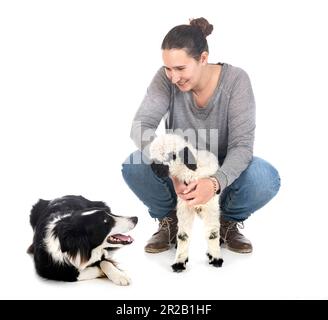 Agnello Vallese Blacknose e donna contadina di fronte a sfondo bianco Foto Stock