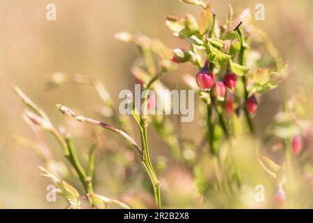 Sulla brughiera sopra la Valle di Heddon crescono i mirtilli (Vaccinium myrtillus) che fioriscono alla luce del sole primaverile Foto Stock