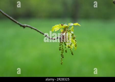 Un ramo di una quercia fiorita con foglie giovani e cetriolini in primavera. Giorno piovoso. Messa a fuoco selettiva. Foto Stock