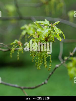 Un ramo di una quercia fiorita con foglie giovani e cetriolini in primavera. Giorno piovoso. Messa a fuoco selettiva. Foto Stock