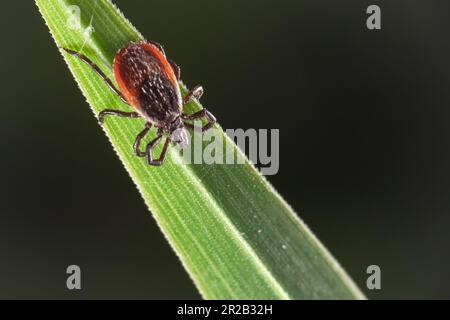 Nascondendosi sulle erbe sotto gli alberi a valle di Heddon il tick del cervo (Ixodes ricinus) attende per l'ospite adatto camminerà oltre Foto Stock