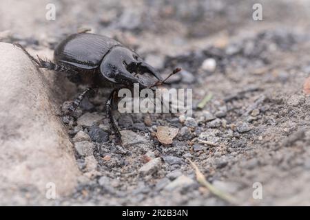 Su uno dei sentieri attraverso la Valle di Heddon il maschio scarabeo minotaur (Typhaeus typhoeus) corre attraverso il sentiero Foto Stock