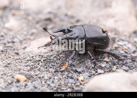 Il maschio scarabeo di minotauro (Typhaeus typhoeus) attraversa il sentiero di ghiaia nella valle di Heddon in Exmoor Foto Stock