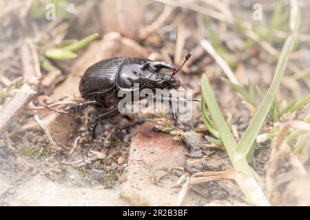 In una giornata di sole nella Valle di Heddon il maschio scarabeo minotauro (Typhaeus typhoeus) corre attraverso il sentiero erboso di ghiaia per trovare nuove fonti di cibo per prendere h Foto Stock