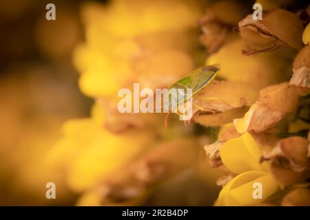 Il coloratissimo scherzetto di gola (Piezodorus lituratus) poggia su un fiore di gola nella brughiera sopra la Valle di Heddon, Devon Foto Stock