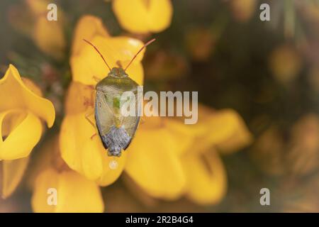 Un gorse schermo (Piezodorus lituratus) si muove attraverso un fiore di gorse sulla brughiera sopra la Valle di Heddon, Exmoor Foto Stock