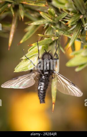 Macro foto di una mosca di San Marco (Bibio marci) seduta su un cespuglio di gole nella brughiera sopra la Valle di Heddon, Devon Foto Stock