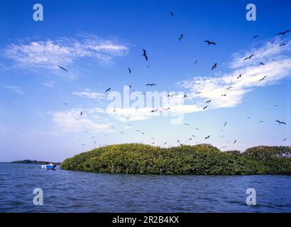 Perù.Tumbes.Santuario Nazionale di Los Manglares.vegetazione di mangrovie e uccelli selvatici Foto Stock