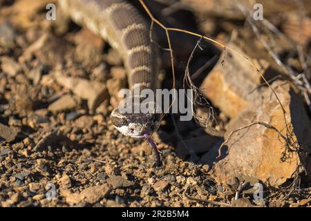 Rastrello occidentale. Lago Emigrant, Ashland, Oregon Foto Stock