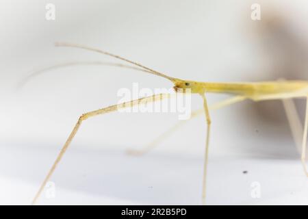 Primo piano della testa e delle antenne di un insetto di bastone di ala rosa (Sipyloidea sipylus) su uno sfondo bianco Foto Stock