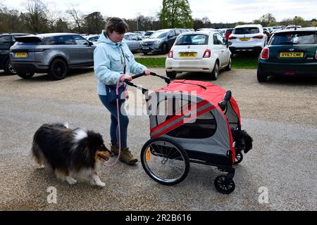 Come preparare il Dog Stroller per camminare. Foto Stock