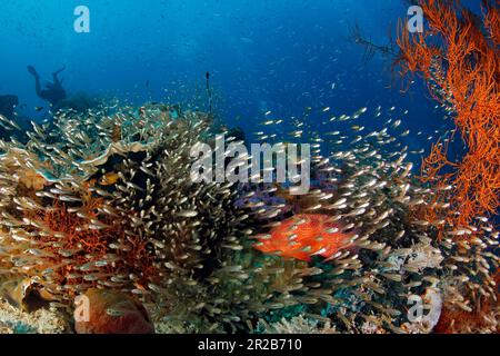 Barriera corallina colorata brulicante di vita. GAM, Raja Ampat, Indonesia Foto Stock