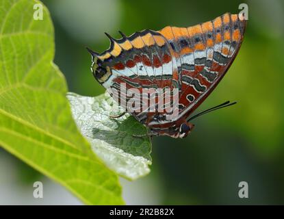 Ottimo esempio di una farfalla pascià a due code femmina - Charaxes jasius (nymphalidae) su un fico, uno dei suoi habitat preferiti. Oeiras, Portogallo Foto Stock