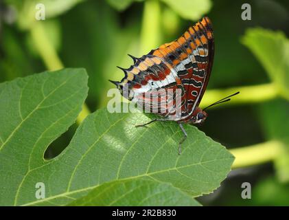 Ottimo esempio di una farfalla pascià a due code femmina - Charaxes jasius (nymphalidae) su un fico, uno dei suoi habitat preferiti. Oeiras, Portogallo Foto Stock