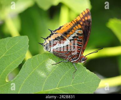 Ottimo esempio di una farfalla pascià a due code femmina - Charaxes jasius (nymphalidae) su un fico, uno dei suoi habitat preferiti. Oeiras, Portogallo Foto Stock