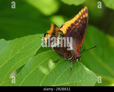 Ottimo esempio di una farfalla pascià a due code femmina - Charaxes jasius (nymphalidae) su un fico, uno dei suoi habitat preferiti. Oeiras, Portogallo Foto Stock