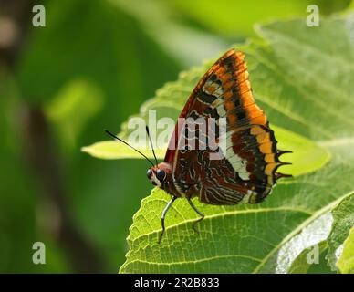 Ottimo esempio di una farfalla pascià a due code femmina - Charaxes jasius (nymphalidae) su un fico, uno dei suoi habitat preferiti. Oeiras, Portogallo Foto Stock