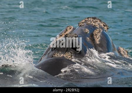 Balena destra nella penisola di Valdes, Patagonia, Argentina. Foto Stock