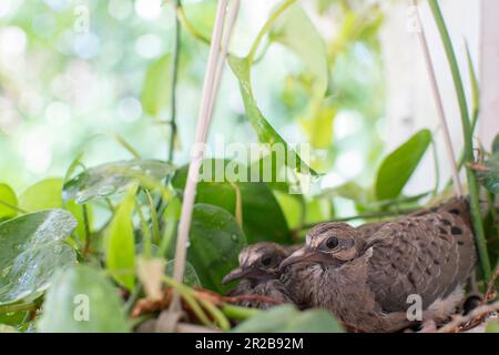 Due colombe che piangono per un bambino che si siedono nel loro nido nel cestello sospeso. Foto Stock