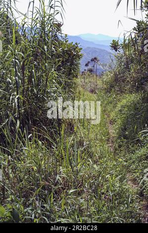 PNG Papua Nuova Guinea Highlands orientali Goroka paesaggio tipico in Papua typische Landschaft in Papua; typoy krajobraz wilgotny las równikowy w Papui Foto Stock