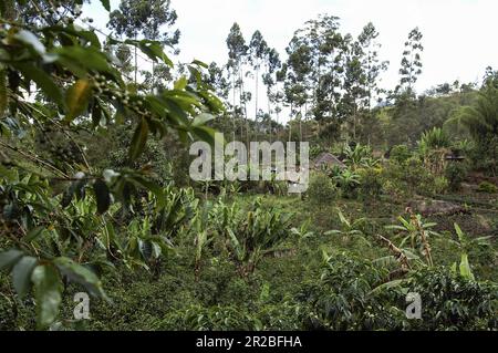 PNG Papua Nuova Guinea Highlands orientali Goroka paesaggio tipico in Papua typische Landschaft in Papua; typoy krajobraz wilgotny las równikowy w Papui Foto Stock