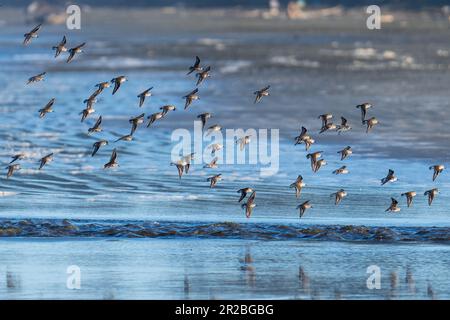 Uccelli marini che volano in volo. Crescent Beach, Crescent City, California Foto Stock