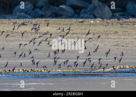 Uccelli marini che volano in volo. Crescent Beach, Crescent City, California Foto Stock