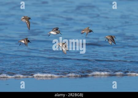 Uccelli marini che volano in volo. Crescent Beach, Crescent City, California Foto Stock