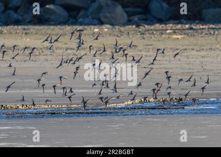 Uccelli marini che volano in volo. Crescent Beach, Crescent City, California Foto Stock