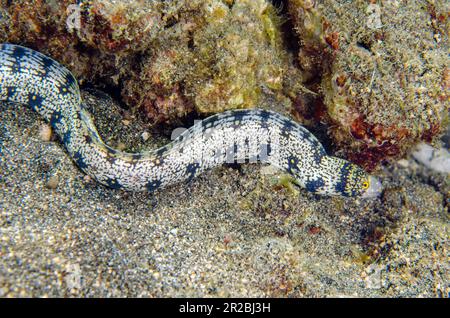 Anguilla di Moray, Echidna nebucosa, freeswimming, sito di immersione di Lipah Beach, Amed, Regency di Karangasem, Bali, Indonesia Foto Stock