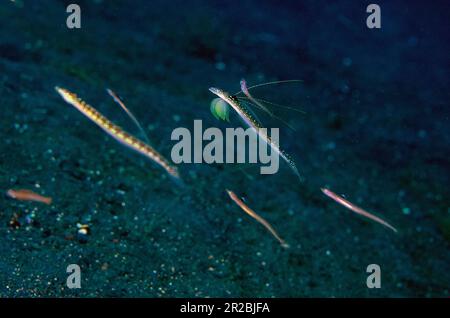 Elegante Sand-Diver, Trichonotus elegans, maschile esposizione di raggi e femmine, sito di immersione Batu Ringgit, Tulamben, Karangasem Regency, Bali, Indonesia Foto Stock