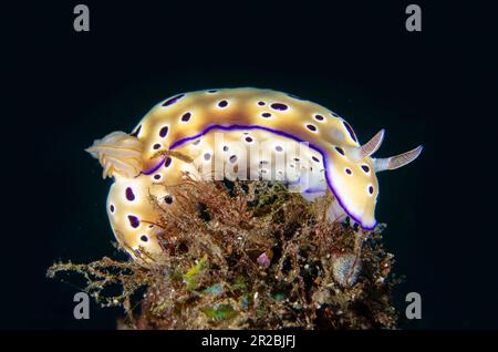 Il nudibranch di Tryon, Hypselodoris tryoni, il sito di immersione Coral Garden, Tulamben, Karangasem Regency, Bali, Indonesia Foto Stock