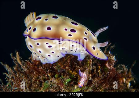 Il nudibranch di Tryon, Hypselodoris tryoni, e il nudibranch di Hypselodoris spotted, Hypselodoris maculosa, sito di immersione Coral Garden, Tulamben, Karangasem Rege Foto Stock