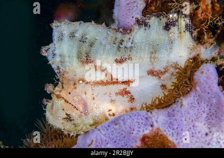 Scorfano di foglia, Taenianotus triacanthus, sito di immersione Jemeluk Bay Dropoff, Amed, Regency Karangasem, Bali, Indonesia Foto Stock
