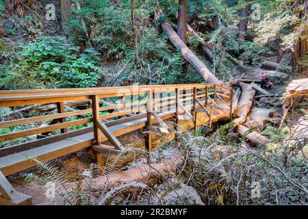 La gente cammina nel Muir Woods National Monument in California, USA Foto Stock